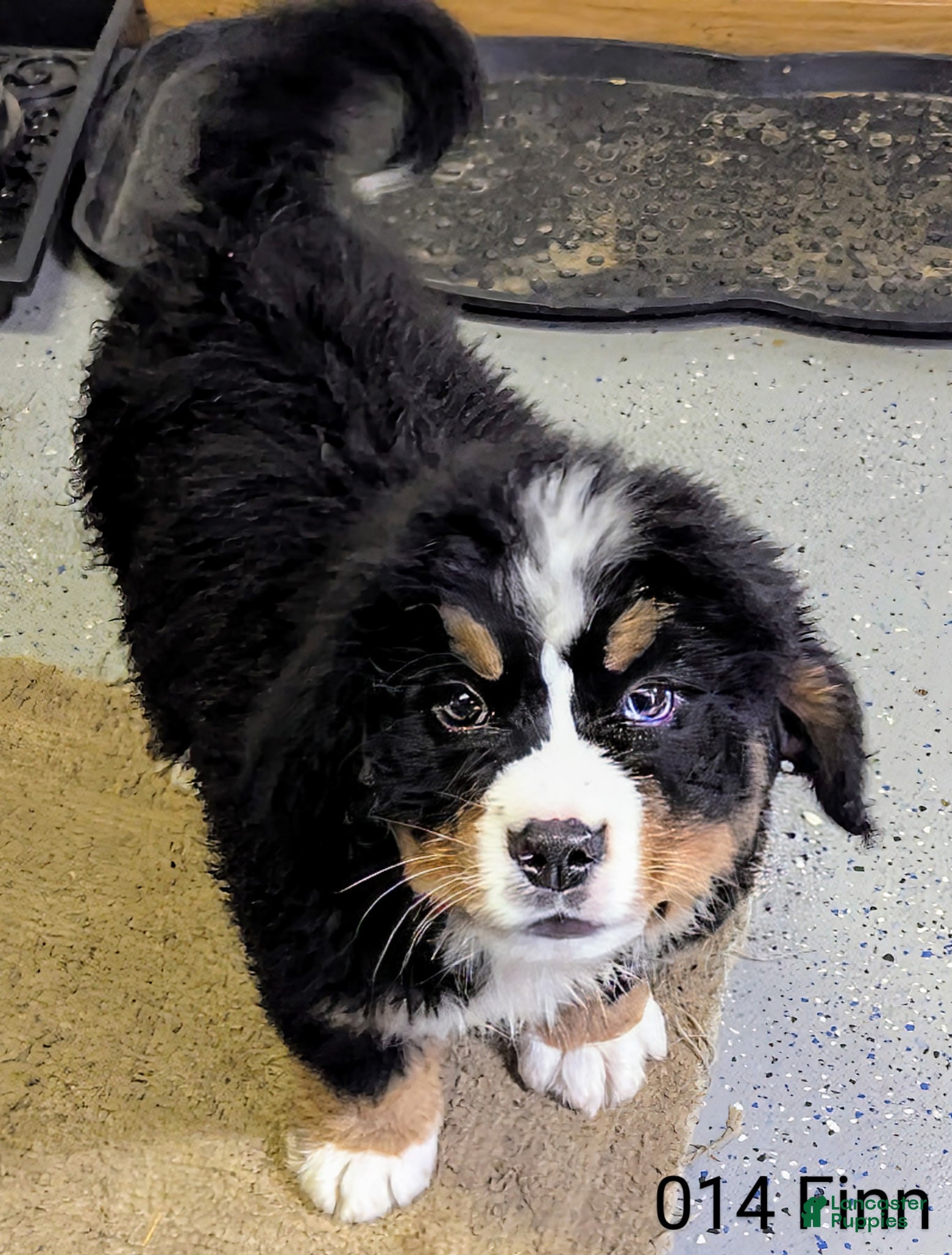 Bernese Mountain Dog dogs Finn - Ad 24