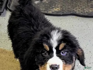 Bernese Mountain Dog dogs Finn - Ad 9