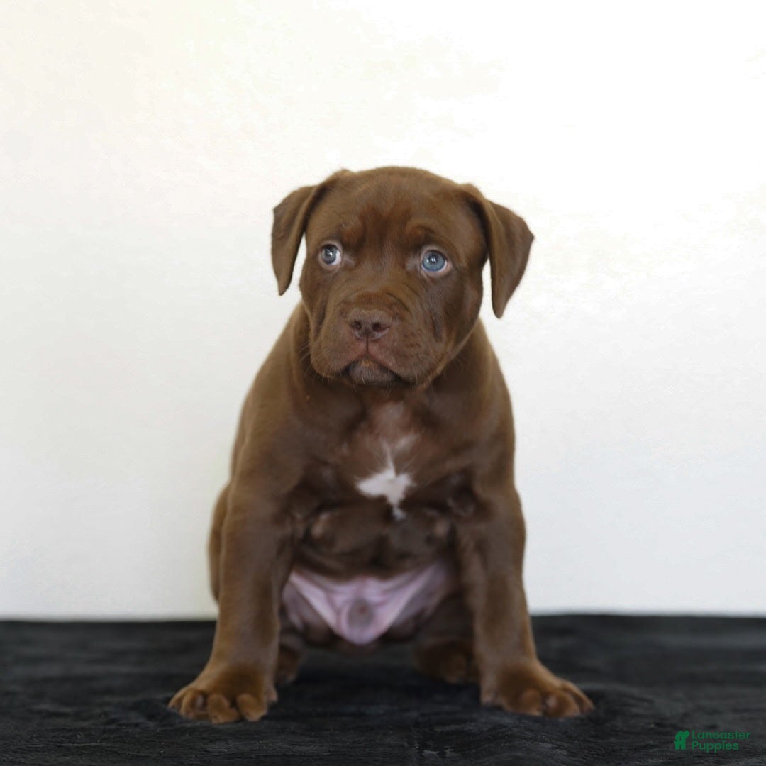 American Bully dogs for sale: American Bully 8 - Ad 1