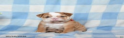 English Bulldog dogs for sale: Maple   - Ad 1