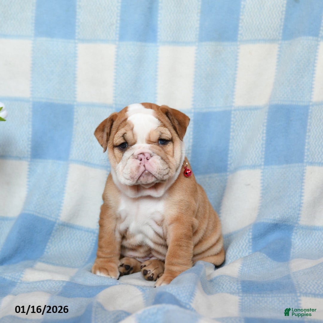 English Bulldog dogs for sale: Maple   - Ad 1