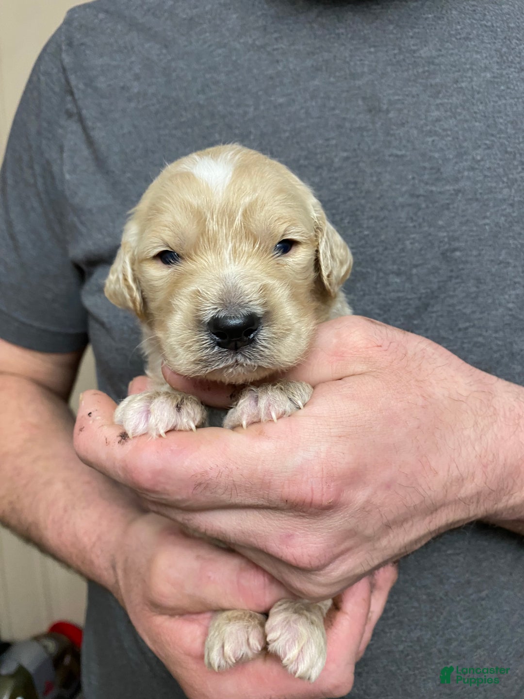 Goldendoodle dogs for sale: Goldendoodle Puppy 4 - Ad 4
