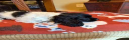 Cocker Spaniel dogs for sale: Black Jack - Ad 7