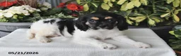 Cavalier King Charles Spaniel dogs for sale: Carla - Ad 4