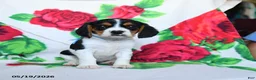 Beaglier dogs for sale: Lassie - Ad 1