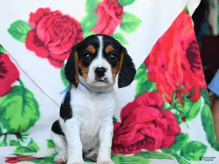 Beaglier dogs for sale: Lassie - Ad 1