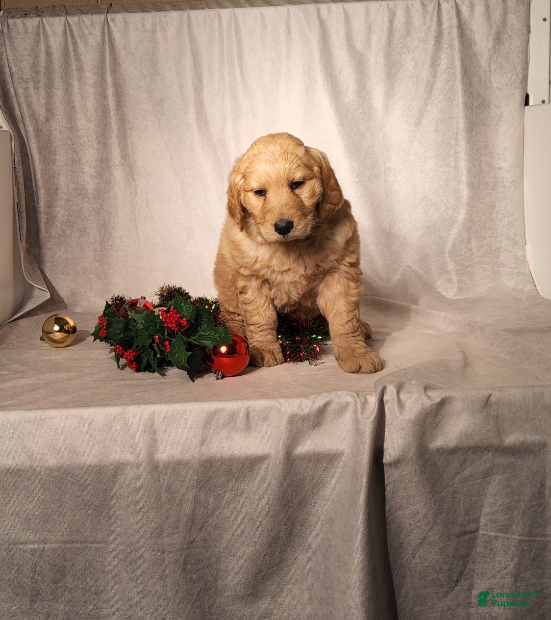 Goldendoodle dogs for sale: Becky - Ad 8