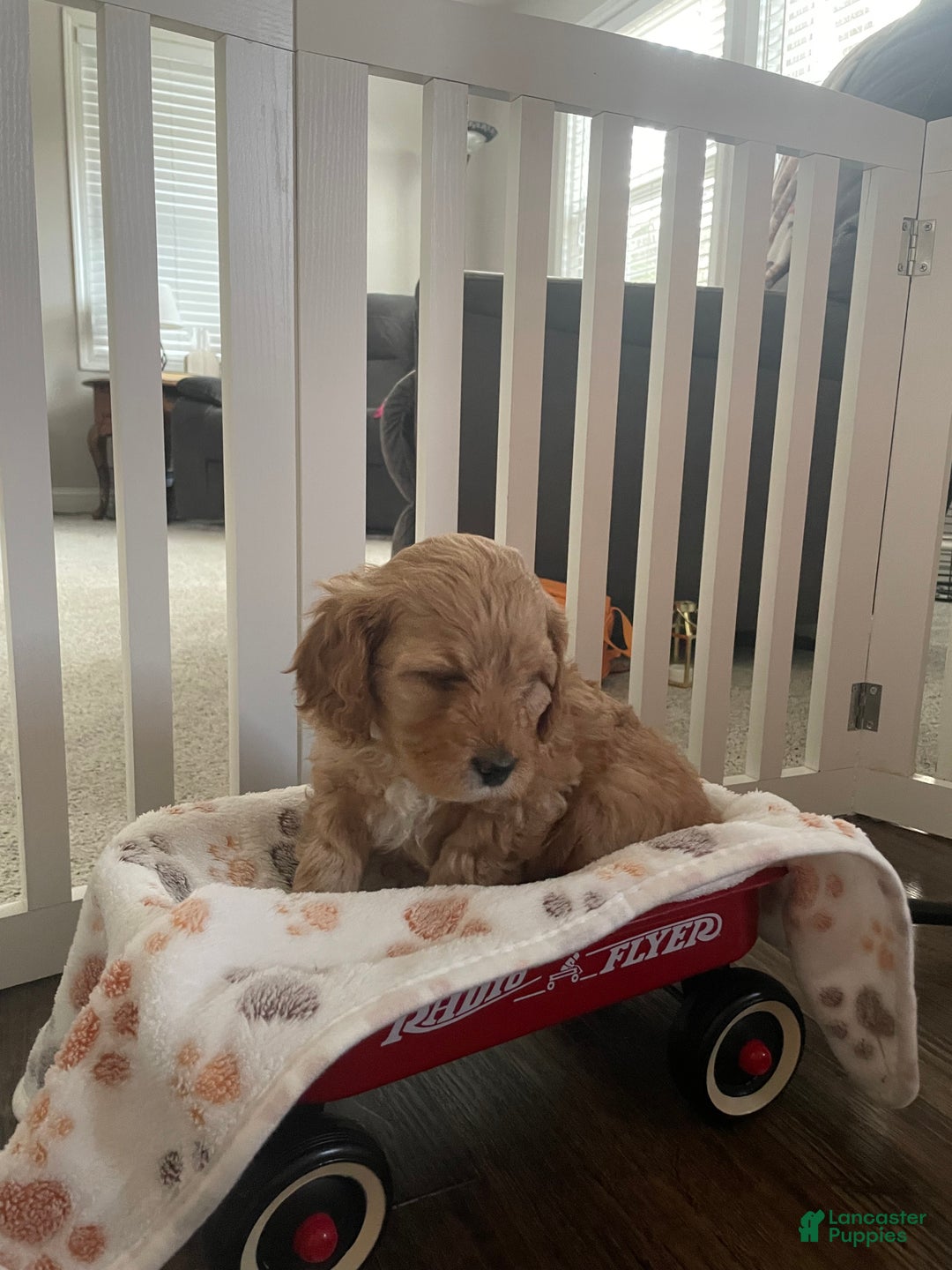 Cavapoo dogs for sale: Biscuit - Ad 1