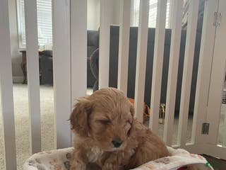 Cavapoo dogs Biscuit - Ad 25