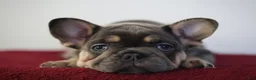 French Bulldog dogs for sale: Mali - Ad 4