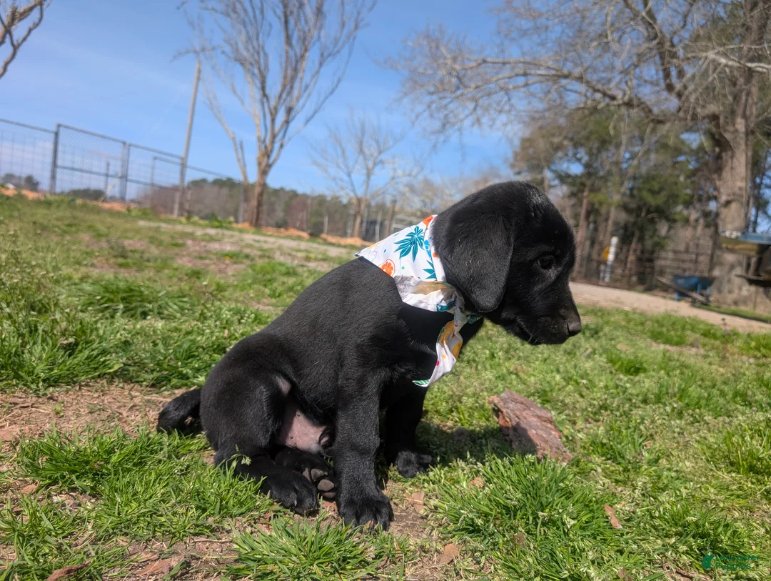 Labrador Retriever dogs for sale: Labrador Retriever Puppy 6 - Ad 2