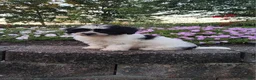 Teddy Bear dogs for sale: Dakota - Ad 3