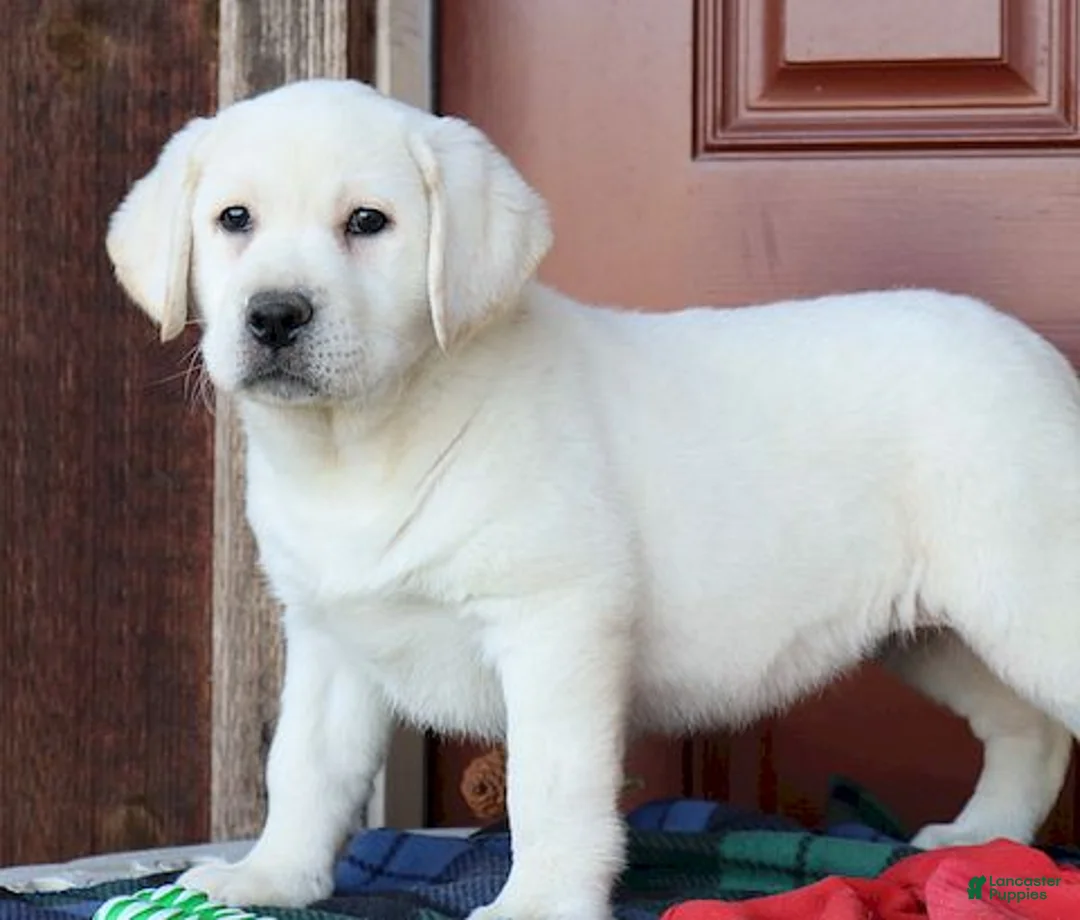 Labrador Retriever dogs for sale: Kinsley - Champ line - Ad 2