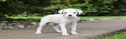 Boxer dogs for sale: Snowball - Ad 5