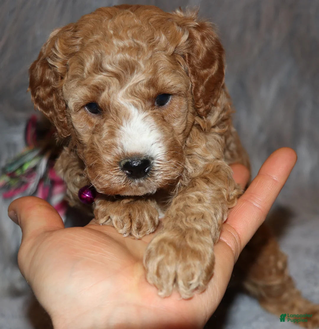 Mini Goldendoodle dogs for sale: Wendy 🌷 Genetic Clear Parents - Ad 14