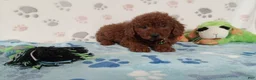 Toy Poodle dogs for sale: Alex  - Ad 3