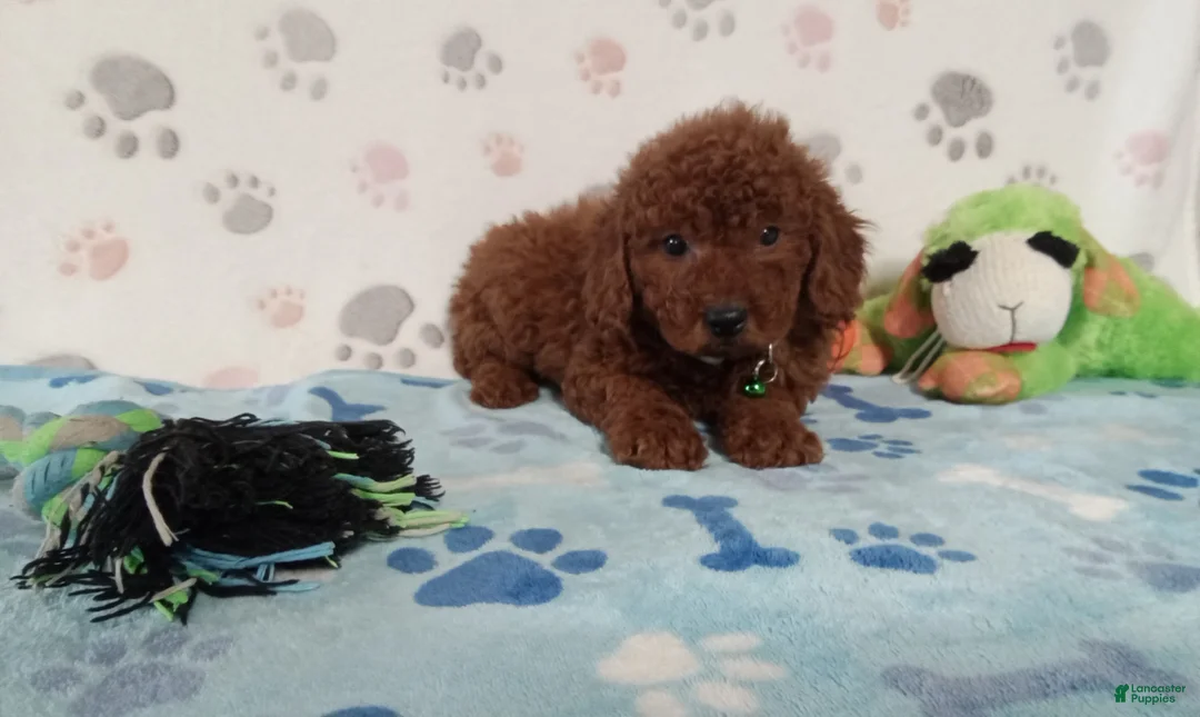 Toy Poodle dogs for sale: Alex  - Ad 3
