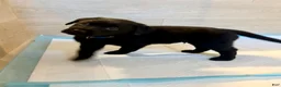 Labrador Retriever dogs for sale: Ruger - Ad 5