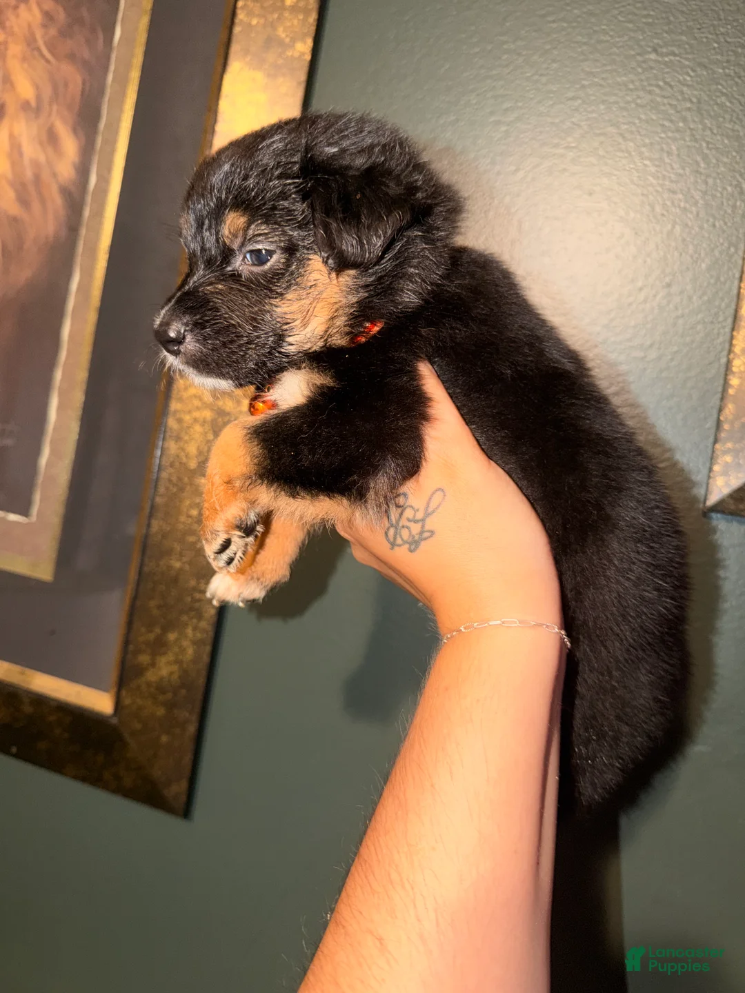 Australian Shepherd dogs for sale: Orange - Ad 2