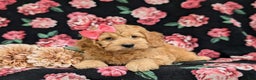 Cockapoo dogs for sale: Leon - Ad 11