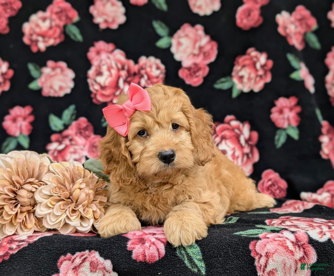 Cockapoo dogs for sale: Leon - Ad 11