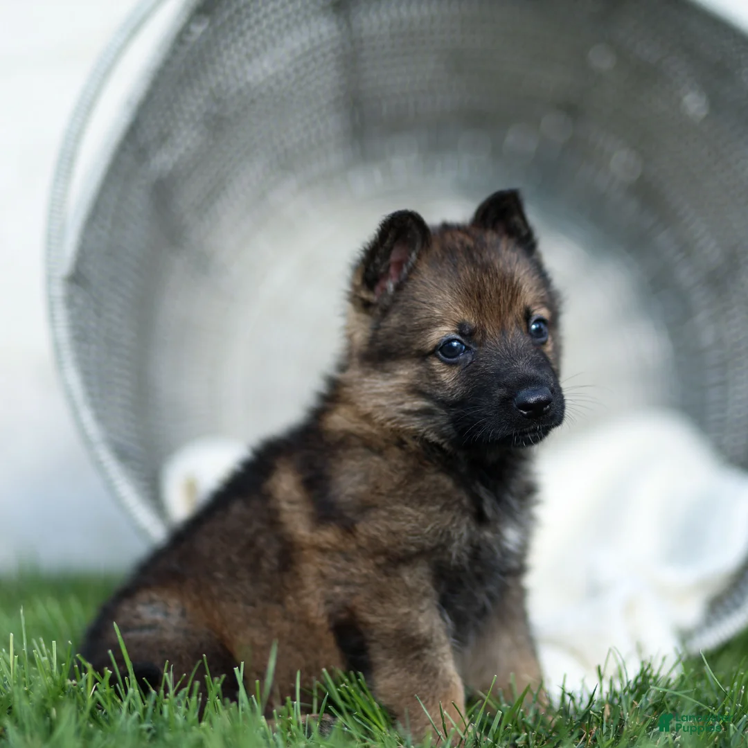 German Shepherd dogs for sale: Fisher German Shepherd  - Ad 2