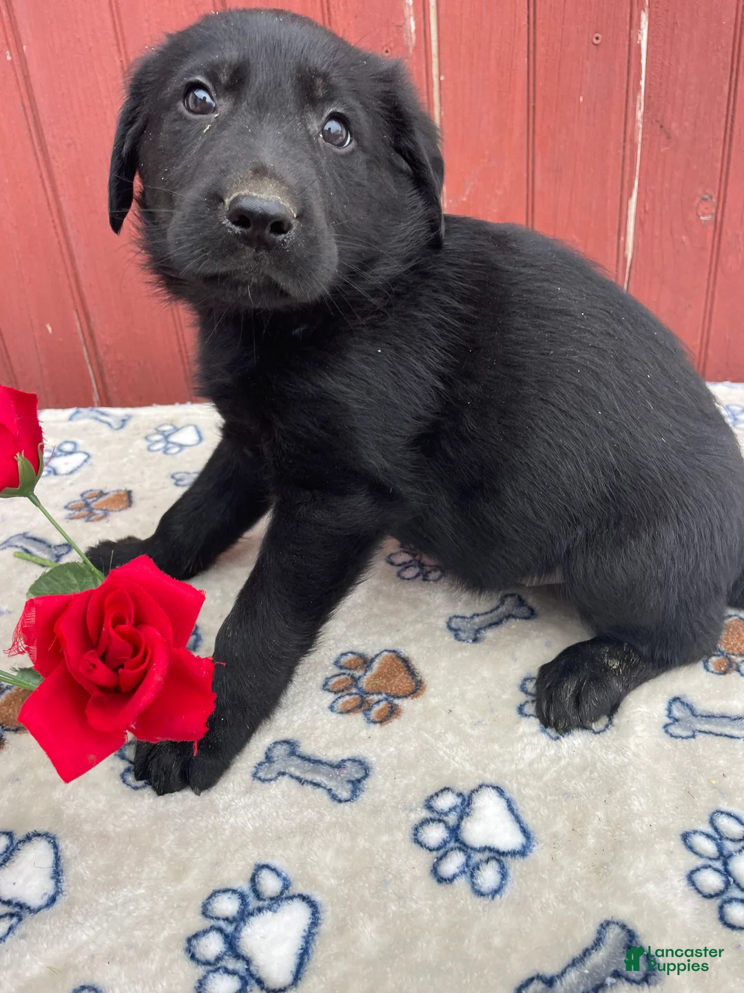 Sheprador dogs for sale: Sterling - Ad 2