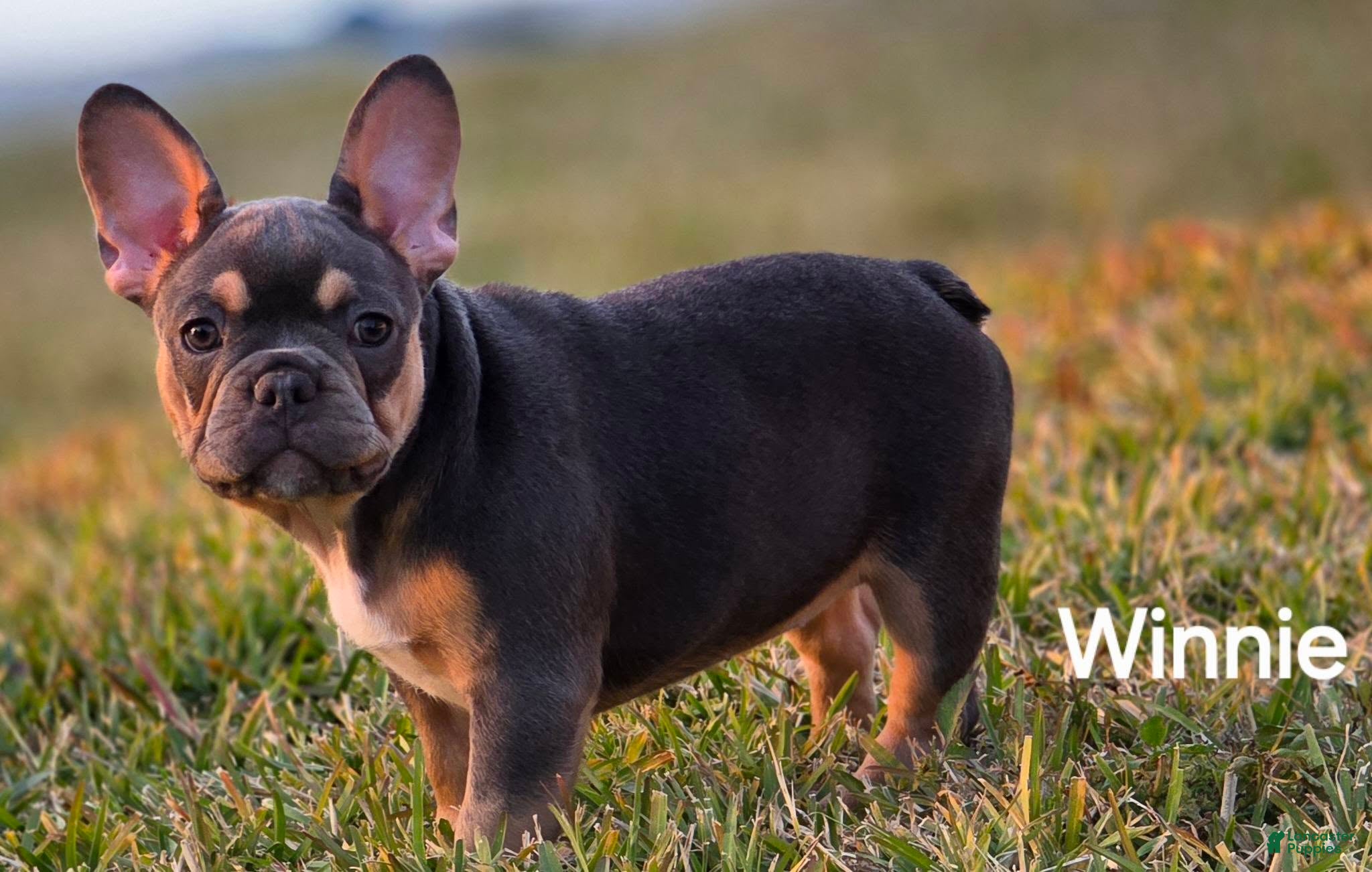 French Bulldog dogs AKC French Bulldog 🤍 Winnie - Ad 20