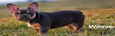 AKC French Bulldog 🤍 Winnie