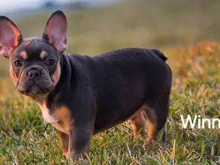 French Bulldog dogs AKC French Bulldog 🤍 Winnie - Ad 20