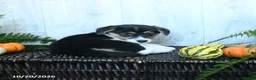 Welsh Corgi Pembroke dogs for sale: Karissa - Ad 3