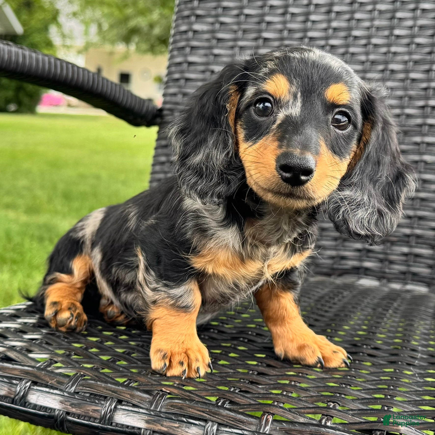 Dachshund dogs Duke - Ad 2
