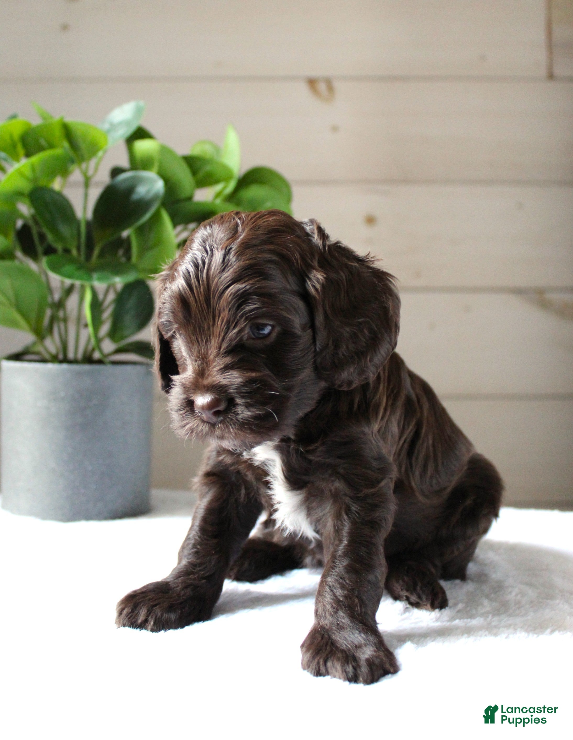 Cockapoo dogs Mocha - Ad 2