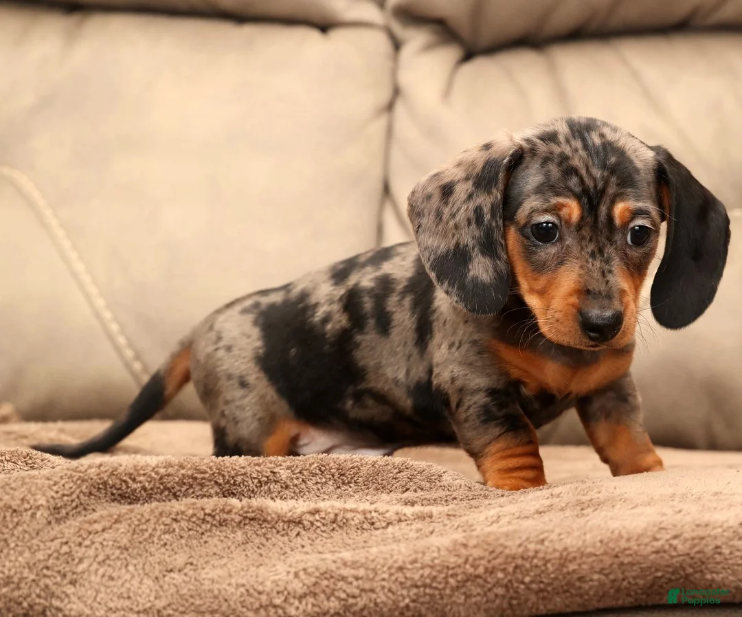 Miniature Dachshund dogs for sale: Nemo - Ad 8
