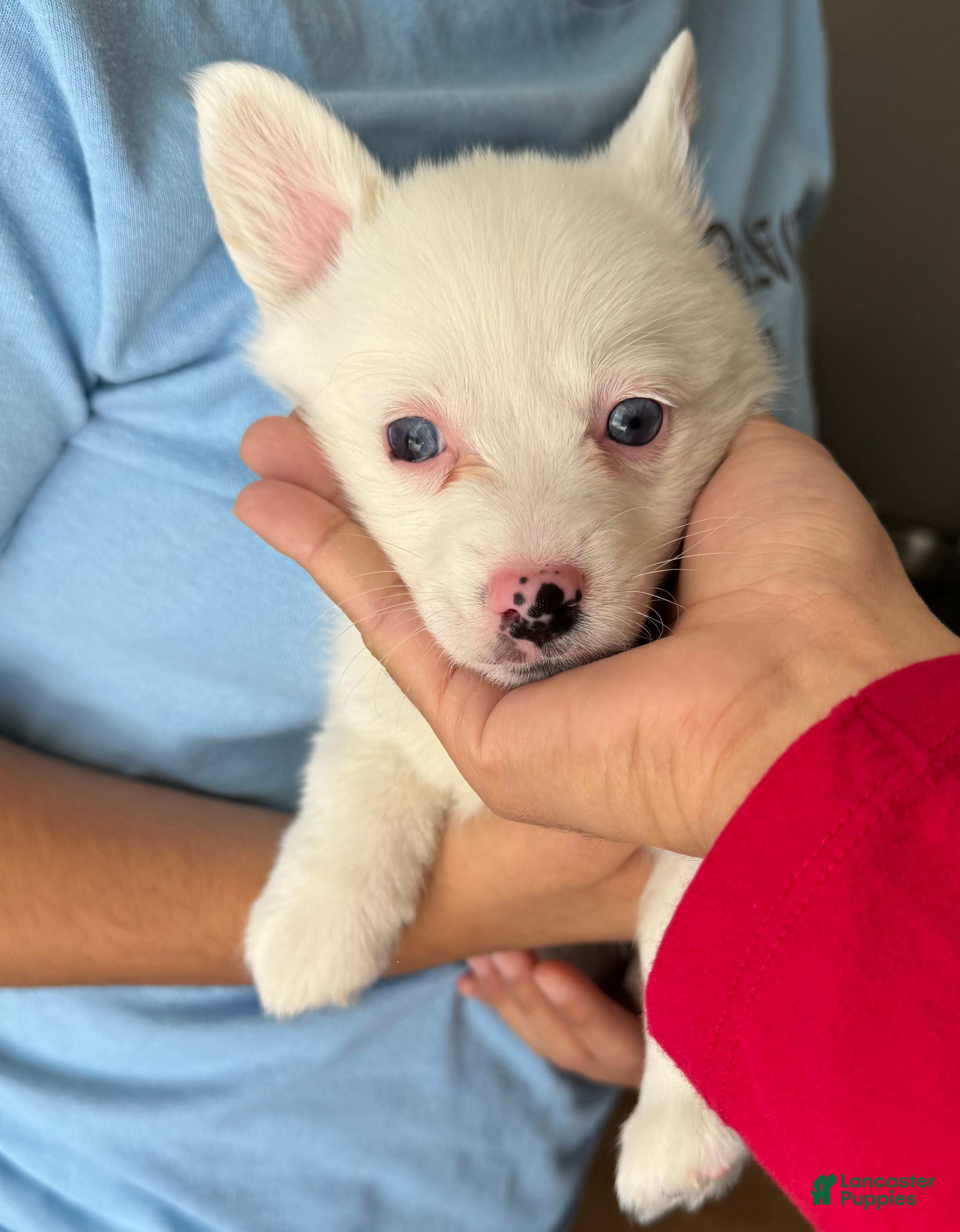 Welsh Corgi Pembroke dogs for sale: Belle - Ad 3