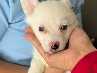 Welsh Corgi Pembroke dogs for sale: Belle - Ad 3