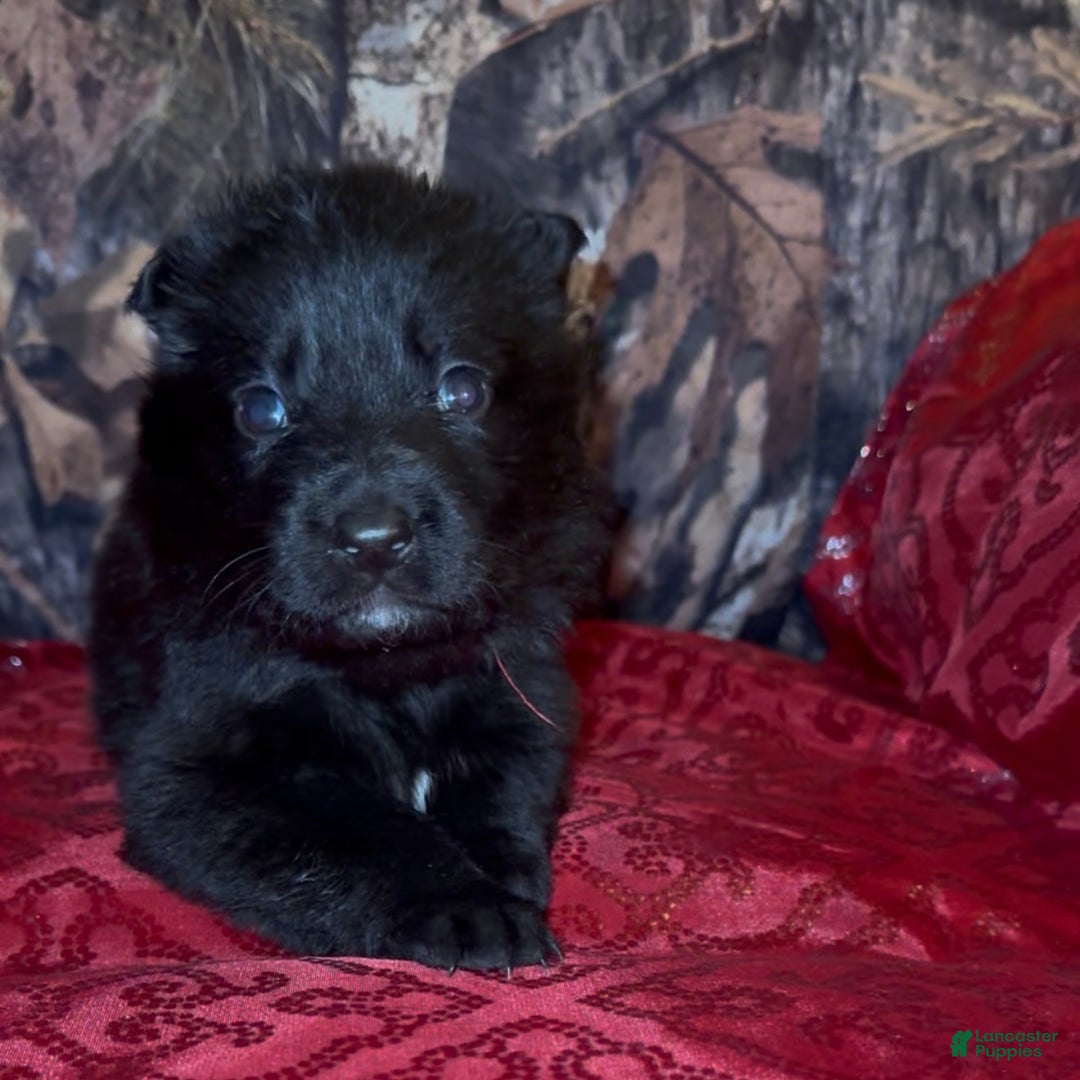 German Shepherd dogs for sale: SCAMPI - Ad 11