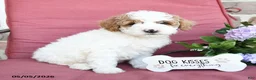 Miniature Poodle dogs for sale: Linny - Ad 3