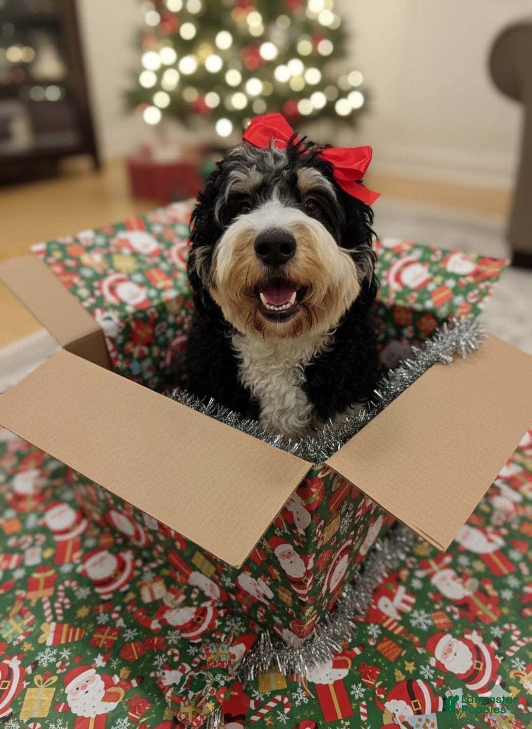 Bernedoodle dogs for sale: Dean-O - Ad 11