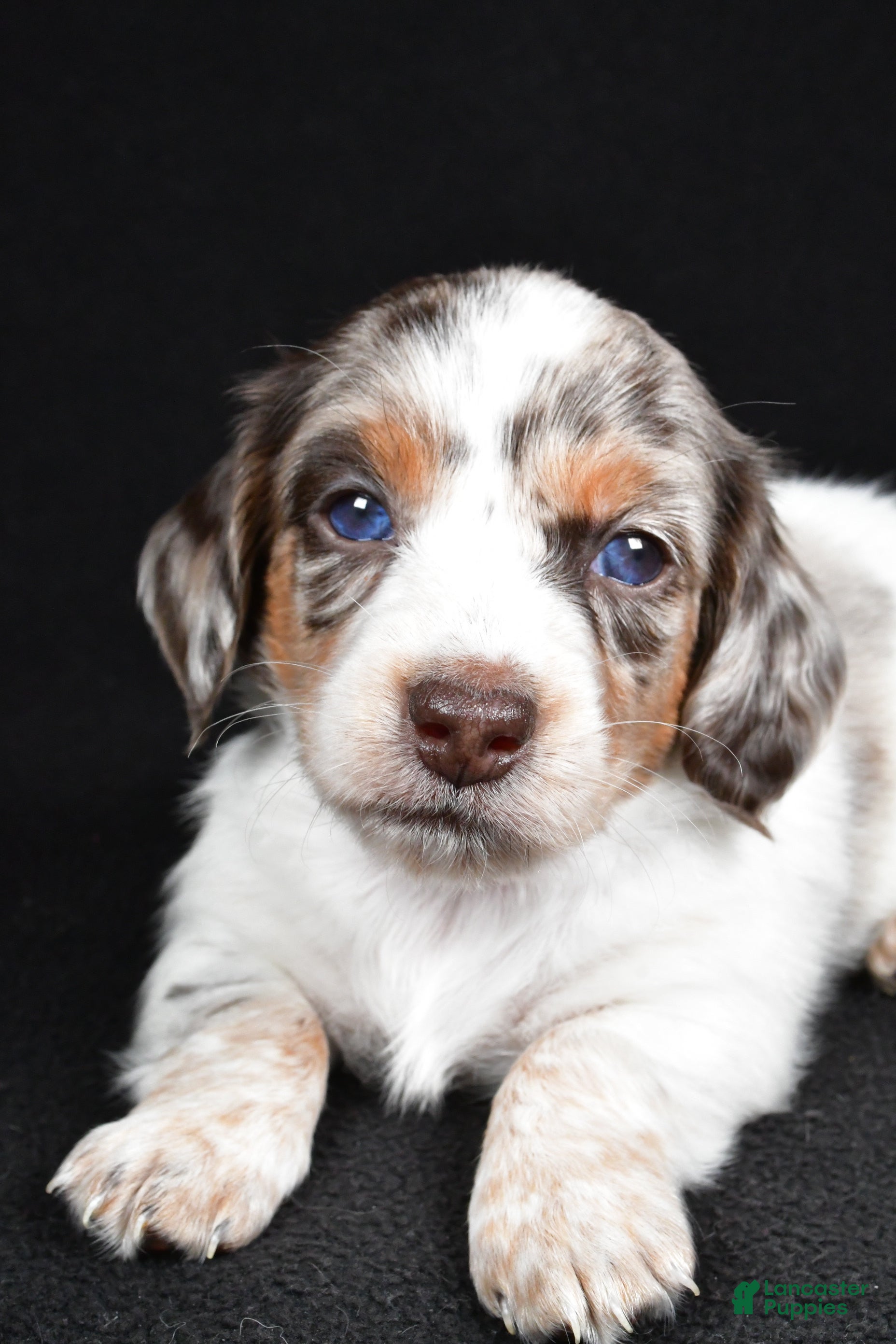 Miniature Dachshund dogs Chase  - Ad 27