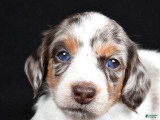 Miniature Dachshund dogs Chase - Ad 27