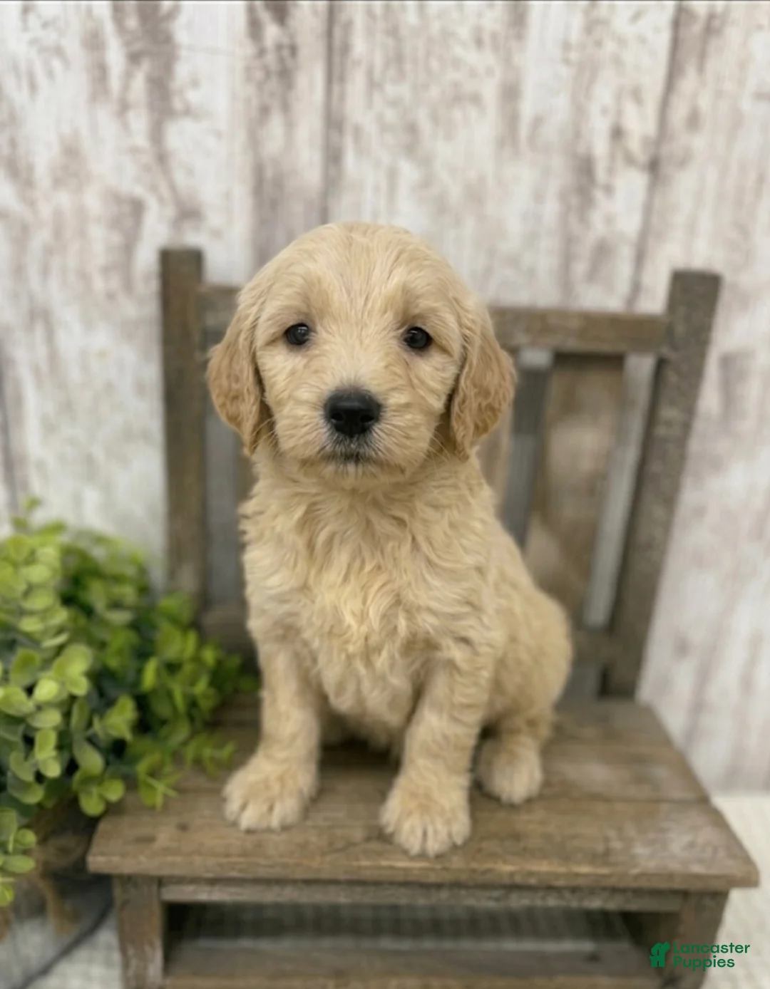 Goldendoodle dogs for sale: Goldendoodle 1 - Ad 2