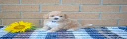 Maltipoo dogs for sale: Francis  - Ad 1