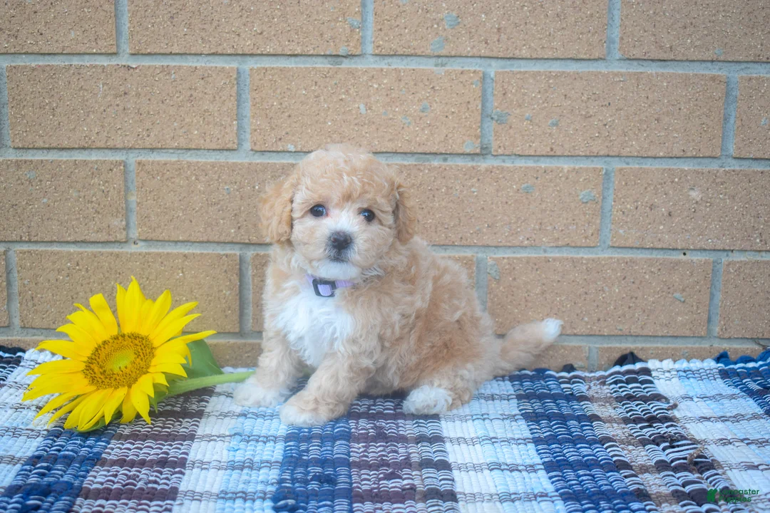 Maltipoo dogs for sale: Francis  - Ad 1