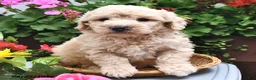 Miniature Poodle dogs for sale: Chewy  - Ad 6
