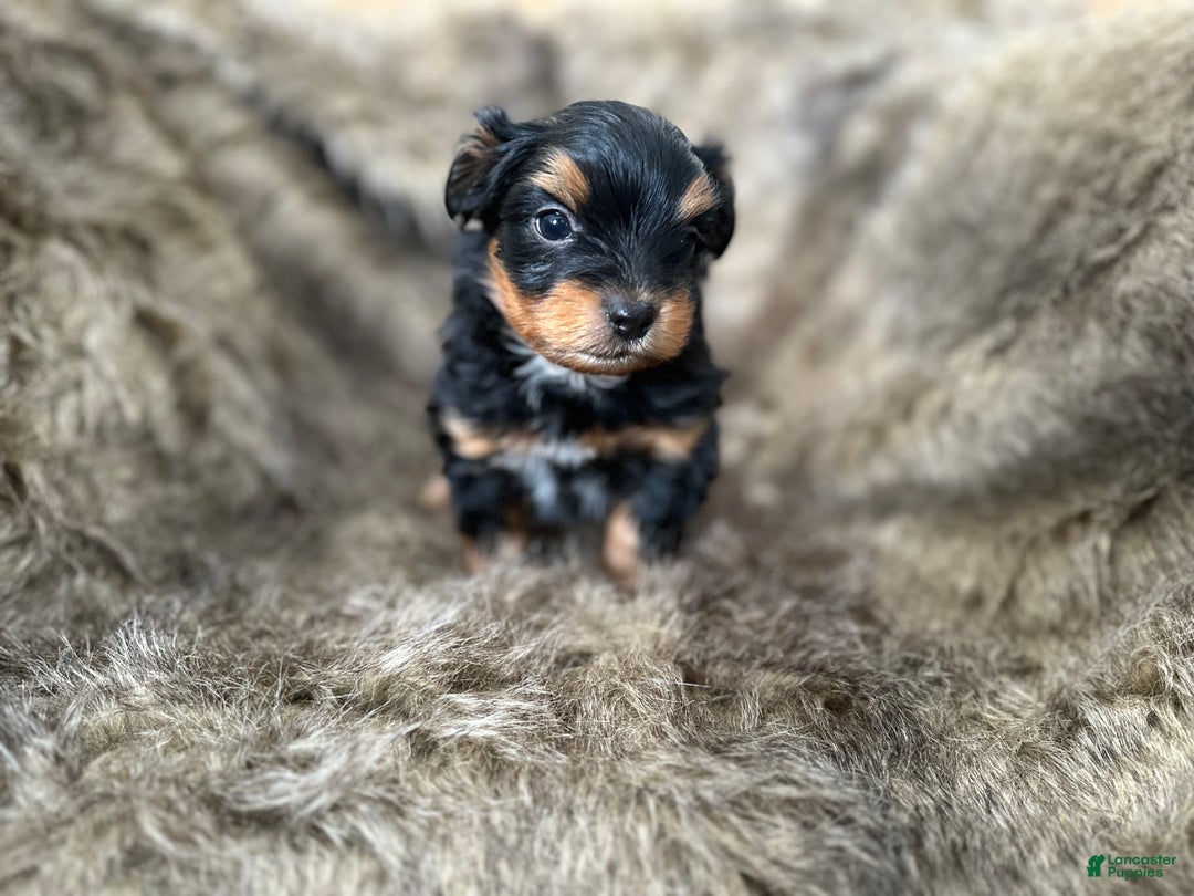 Shorkie dogs for sale: Luke - Ad 13