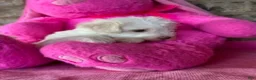 Schnoodle dogs for sale: Tiara - Ad 3