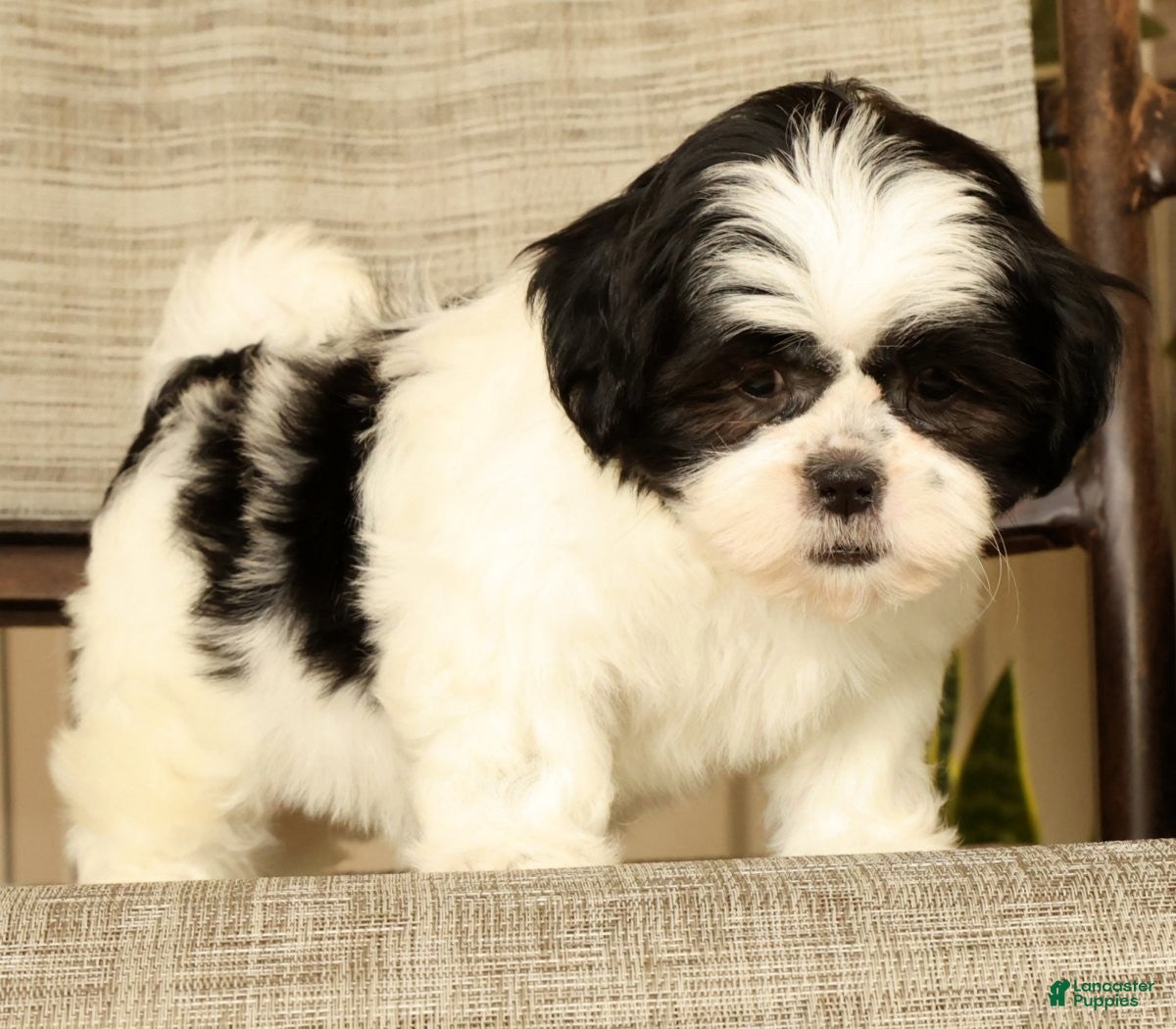 Malshi dogs for sale: Maggie - Ad 1