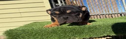 English Bulldog dogs for sale: KINGSTON – Black Tan Tri LOVERBOY in LA, CA. USA Delivery Available! - Ad 2