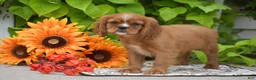Cavalier King Charles Spaniel dogs for sale: Chief - Ad 5